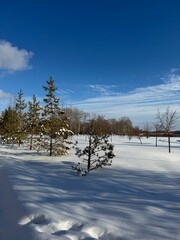 A serene winter landscape under bright sun: snow-covered field with tire tracks, bare trees in the foreground, dense forest in the background, clear blue sky. Peaceful, crisp winter day.