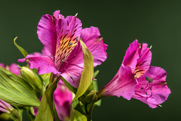 Pink Alstroemeria Peruvian Lily Flowers On Dark Green Background