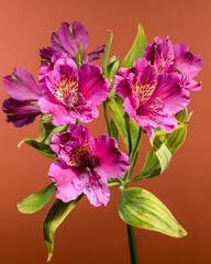 Pink Alstroemeria Peruvian Lily Flowers On Brown Background
