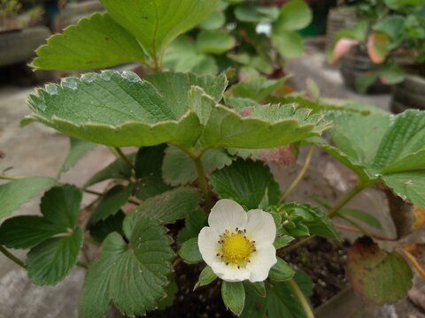 Beautiful White Flower of Strawberry plant. The scientific name of strawberry plant is Fragaria x ananassa.