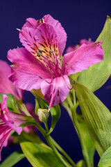 Pink Alstroemeria Peruvian Lily Flowers On Dark Blue Background