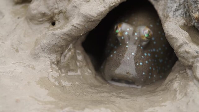 Close up of bluespotted mudhopper and barred mudskipper in Suncheon Bay South Korea