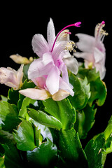 White Christmas Cactus Flowers With Pink Centers On Black Background