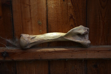 Fossil cave bear Ursus spelaeus femur bone © salajean