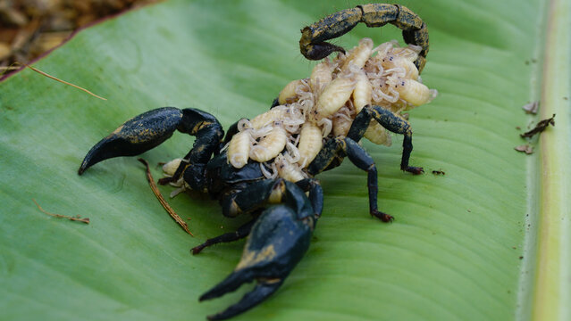 A scorpion female (Hottentotta tamulus) is carrying her babies on back, on sands.