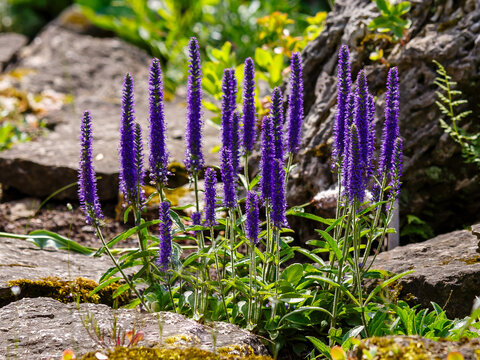 Speedwell ( Latin- Veronica spicata ) is a perennial herbaceous plant, a species of the genus Veronica of the Plantaginaceae family