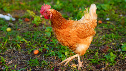 Fototapeta premium Close-up of a free-range brown chicken walking on a natural ground.
