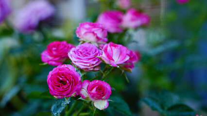 Obraz premium Close-up of pink miniature roses bush in full bloom.