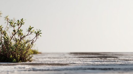 Minimalist landscape with small plant growth on weathered wooden surface
