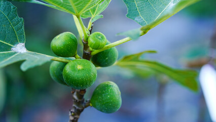 Fototapeta premium Close-up of green young figs growing on a branch of a fig tree.
