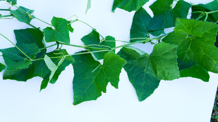 Fresh green Ivy Gourd (Coccinia grandis) leaves and vines on a clean white background, minimalist flat lay of edible Asian climbing vegetable.