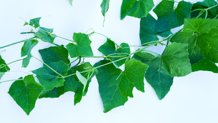 Fresh green Ivy Gourd (Coccinia grandis) leaves and vines on a clean white background, minimalist flat lay of edible Asian climbing vegetable.