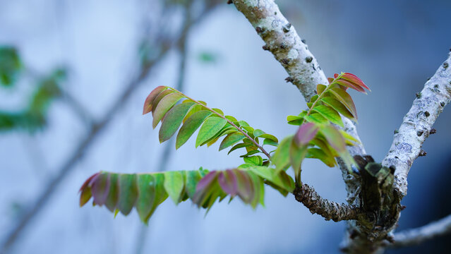 Close-up of fresh green and reddish Star Gooseberry foliage with selective focus.