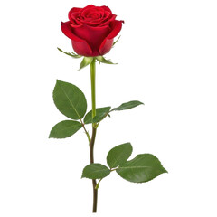 Single red rose flower with green leaves and stem on transparent background