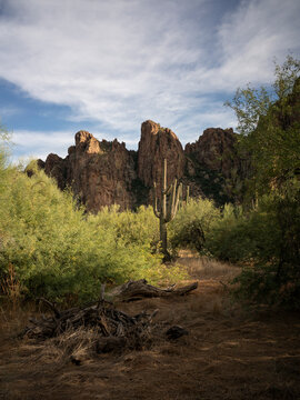 Saguaro cactus in mountainous desert landscape