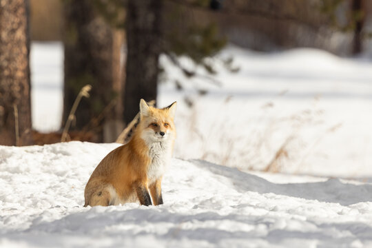 Red Fox in Snowy Forest Scene Captures Quiet Winter Stance and S