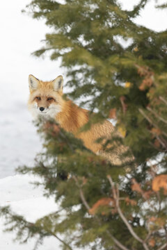 Curious Red Fox (Vulpes vulpes) Pauses Behind Pine Branches in Q