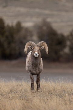 Majestic Bighorn Sheep Stands in Dry Grassland With Curled Horns