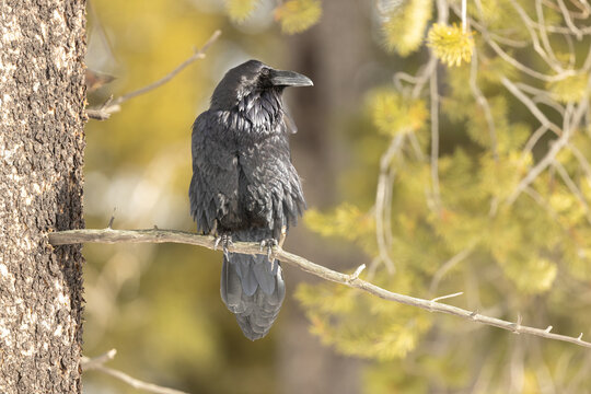 Black Raven Perches on Branch in Pine Forest - Powered by Adobe