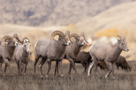 Group Of Bighorn Sheep Walking Across Grassland With Rocky Hills