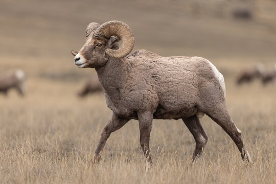 Bighorn Ram With Curled Horns Walking Across Dry Grassland Under