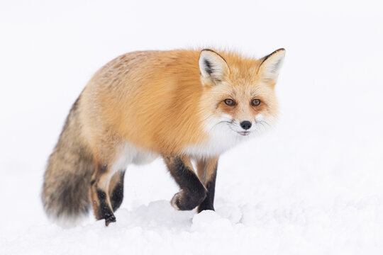 Red Fox In Snowy Landscape