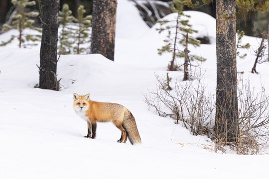 Red Fox In Snowy Landscape