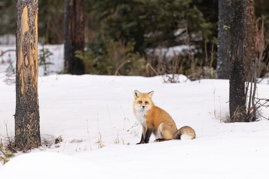 Red Fox sitting In Snowy Landscape