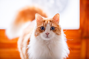 Wide-Eyed Surprised Orange Cat