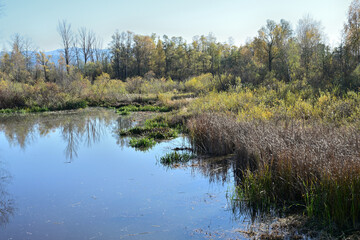 Landscape painting of a beaver pond with water grasses and swamps