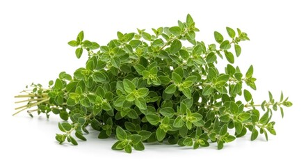 Obraz premium Fresh oregano herb bunch on white background