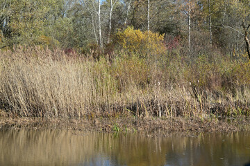 A pond with water grasses and trees as a habitat for aquatic animals and a beaver