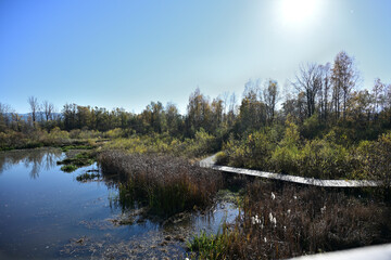 Wooden footbridge for tourists over a beaver pond with water grasses