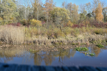 A pond with water grasses and trees as a habitat for aquatic animals and a beaver
