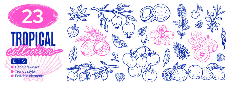 Doodle fruit, leaf flower tropical icon. Sketch Italian lemon fruit, summer strawberry, banana palm leaf, bali coconut, artichoke, tomato, fig branch png set. Hand drawn tropic sea coastal cocktail bg