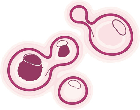 Abstract depiction of budding yeast cells with internal structures and layered outlines