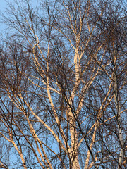 A tree with no leaves is in the foreground