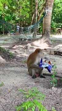 A playful monkey sits outdoors on Pulau Beras Basah Island, Malaysia, eating potato chips. Close-up wildlife scene highlighting primate behavior, curiosity, and human&ndash;animal interaction in a tropical 