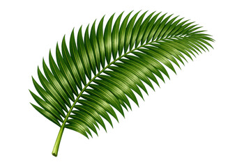 Palm frond with fresh green leaves establishing a tropical botanical theme on transparent background