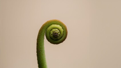Close-Up of a Spiraled Green Fern Leaf against a Soft Background