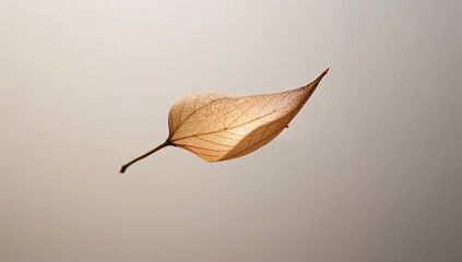 Delicate Dry Leaf Floating with Soft Backlight and Subtle Details