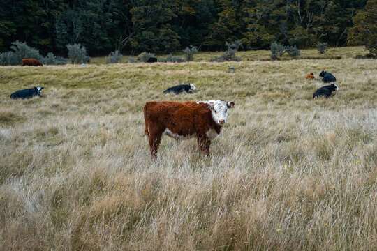 cows in a field