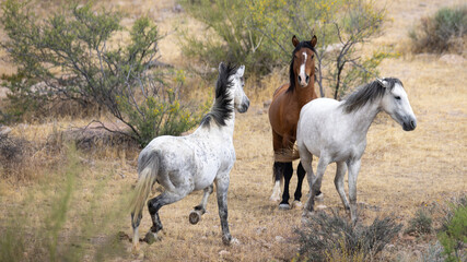 Obraz premium Dapple Gray and Bay Wild Horse Stallions Fighting for dapple mare at Pobrecito area of the Salt River Arizona United States