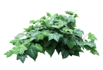 Dense cluster of lush green ivy plants with variegated leaves isolated on a transparent background foliage