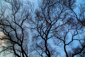  Behind a bare tree at dusk covering the sky slowly
