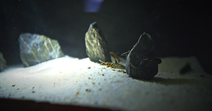 Shanghai, China. Group Of Small Maverick Backswimmers Fishes Swimming In Aquarium. Synodontis Multipunctatus, Also Known As Cuckoo Catfish, Cuckoo Squeaker, Or Multipunk. Aquarium Filled Small
