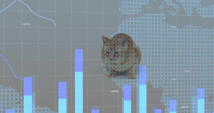 Ginger tabby cat seeing rising bars, pawing and watching cubes pulsing into map to show trends