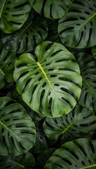 Macro Photography of Fresh Green Tropical Monstera Leaves Seamless Pattern for Zen Nature Background
