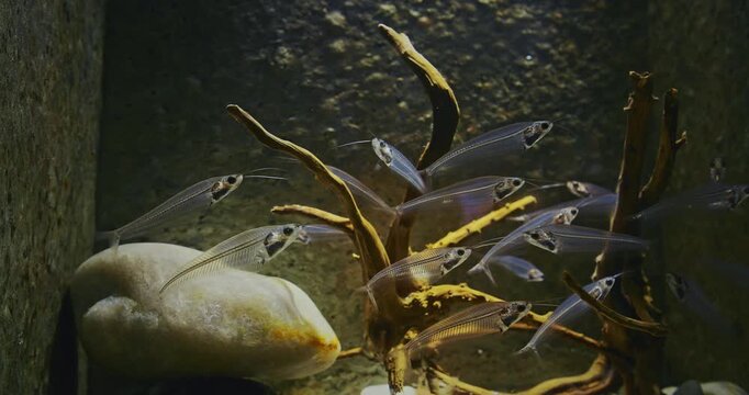Many Catfishes Float In Aquarium. Kryptopterus Vitreolus Known Commonly As Ghost Catfish, ass Cat Or Phantom Catfish. Catfish In Zoo Aquarium. Glass Catfish Are Endemic To Thailand