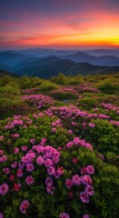 Obraz premium Pink rhododendron meadow at vibrant mountain sunrise